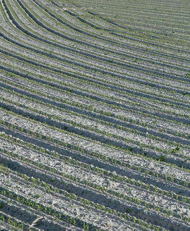 drone agriculture